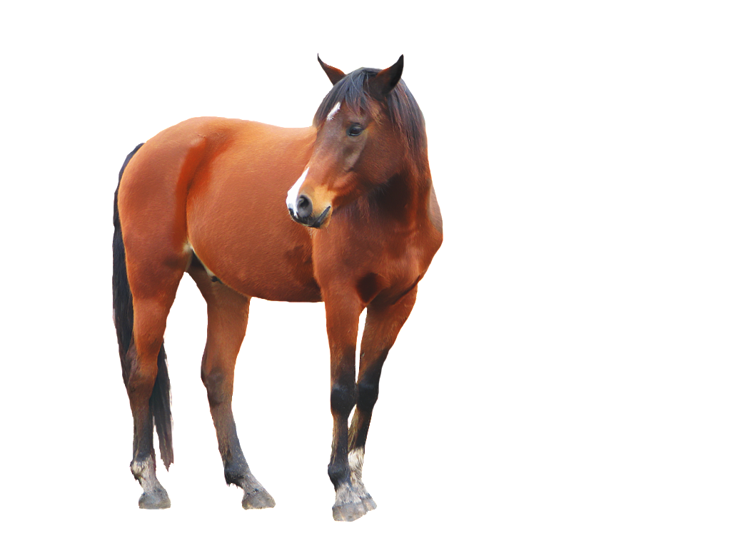 Horse Png Image Horse Transparent Background Png 1024x768 Wallpaper Teahub Io