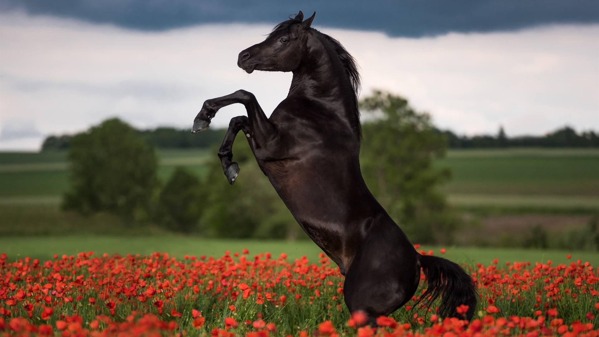 Horses Depth Of Field - HD Wallpaper 