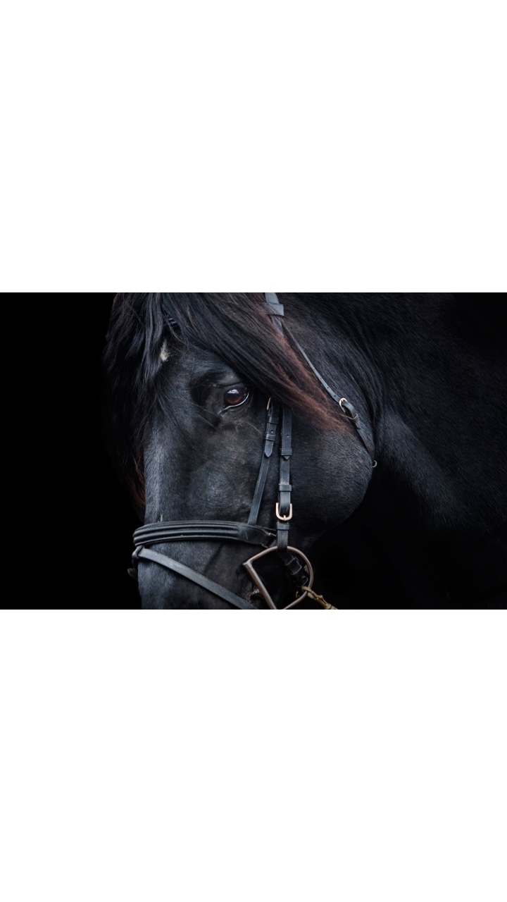 Horse - HD Wallpaper 