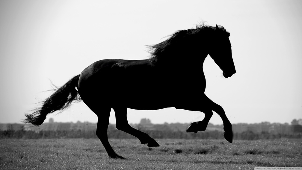 Gallop Hd - HD Wallpaper 