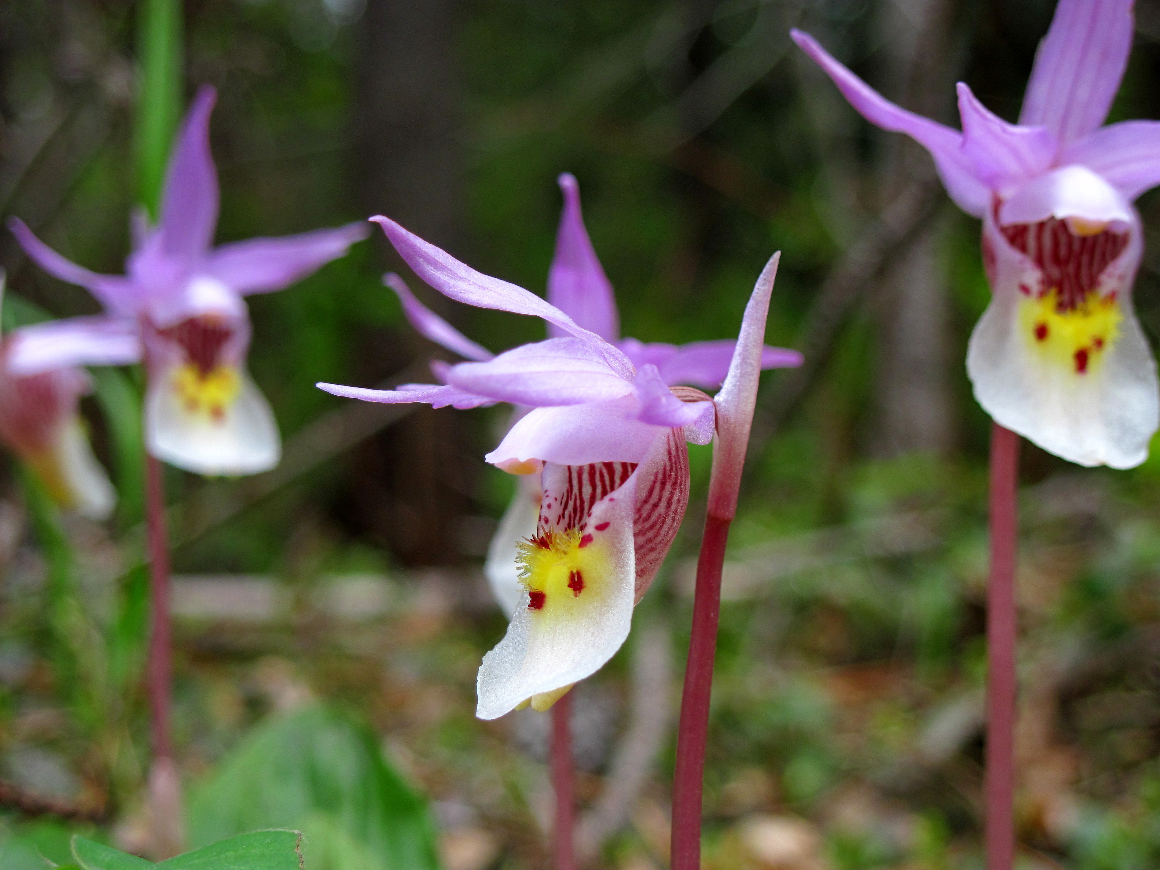 Calypso Orchid - HD Wallpaper 