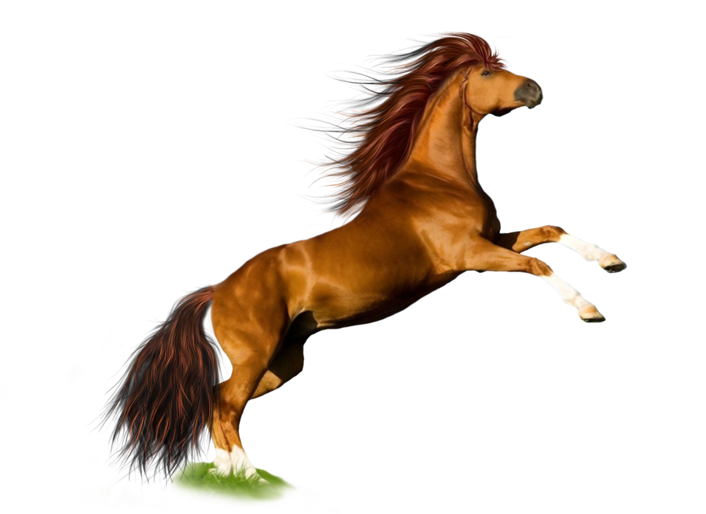 Horse Png Image - Horse Images Hd White Background - HD Wallpaper 