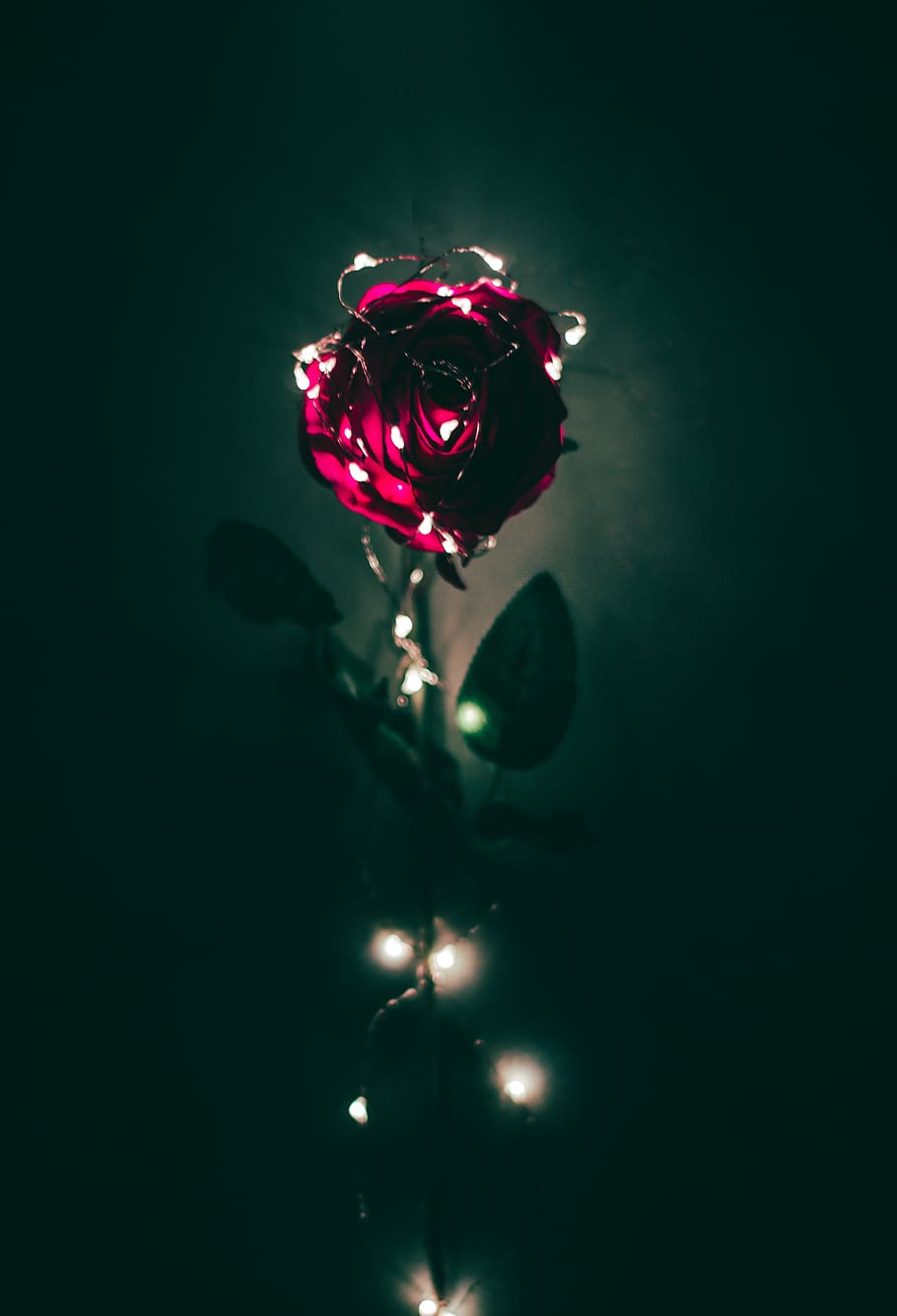 Rose, Roses, Lights, Lighting, Hover, Flower, Flowers, - Fairy Lights And Flowers - HD Wallpaper 