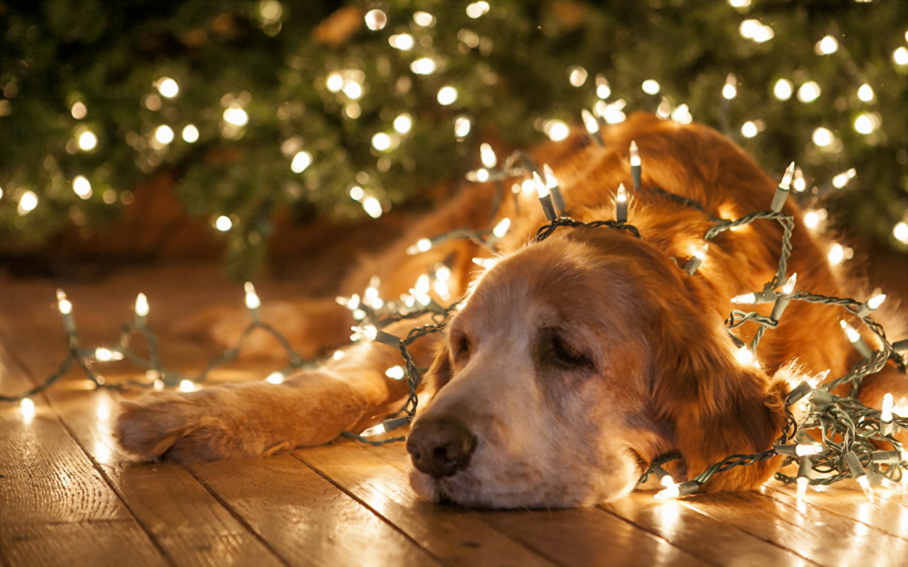 Christmas Dog Background - HD Wallpaper 
