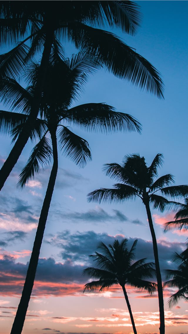 Palm Tree Wallpaper Iphone - HD Wallpaper 