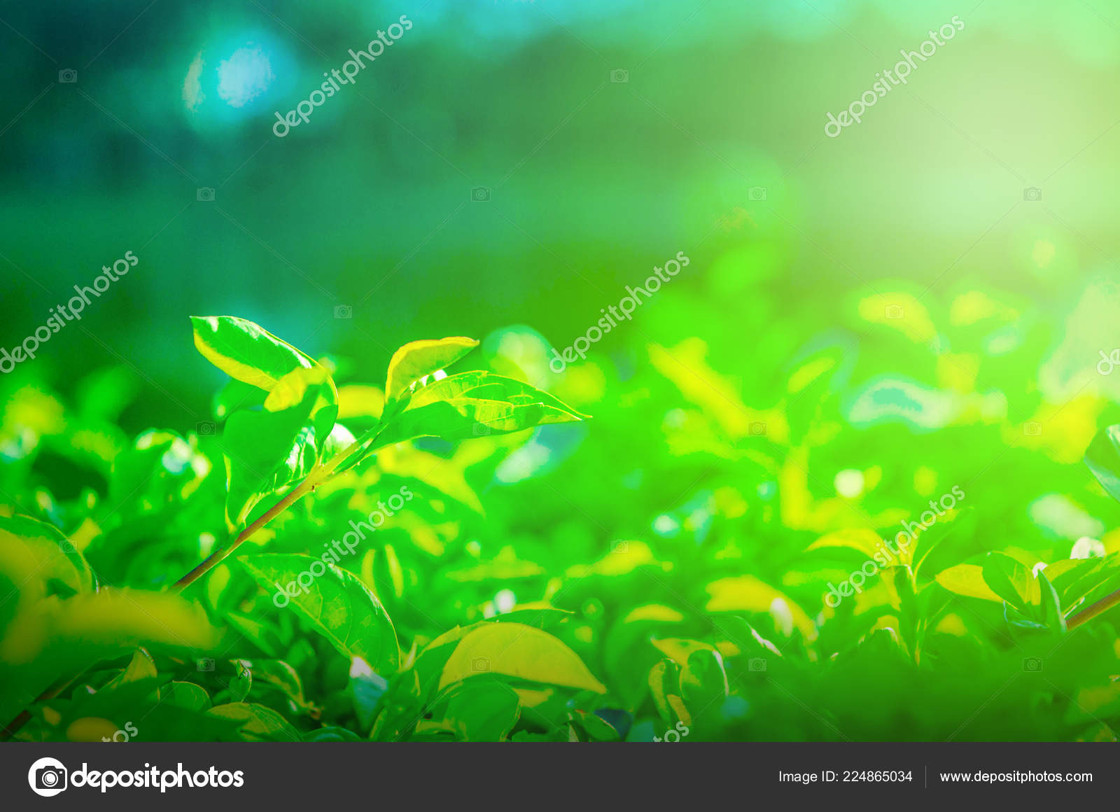 Grass - HD Wallpaper 