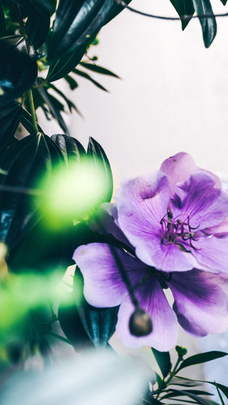 Tropical Iphone Wallpaper - Iphone 7 Wallpaper Tropical - HD Wallpaper 