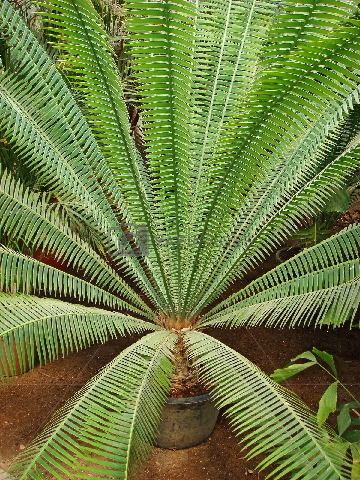 Amazing Tropical Flowers Greenhouse In Tirana Albanian - Fern - HD Wallpaper 