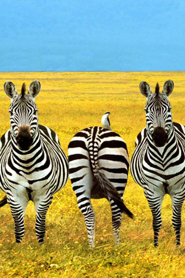 Zebra Wallpaper - Zebra Funny Birthday Card - HD Wallpaper 