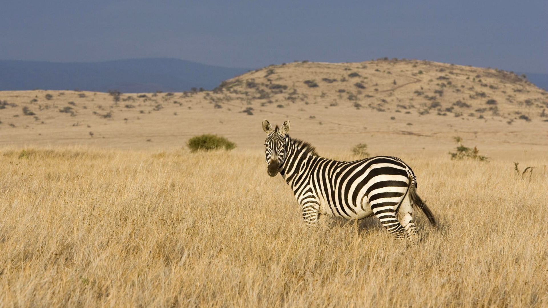 Free Download Zebra Wallpaper Hd - Grassland Wallpaper With Animals - HD Wallpaper 