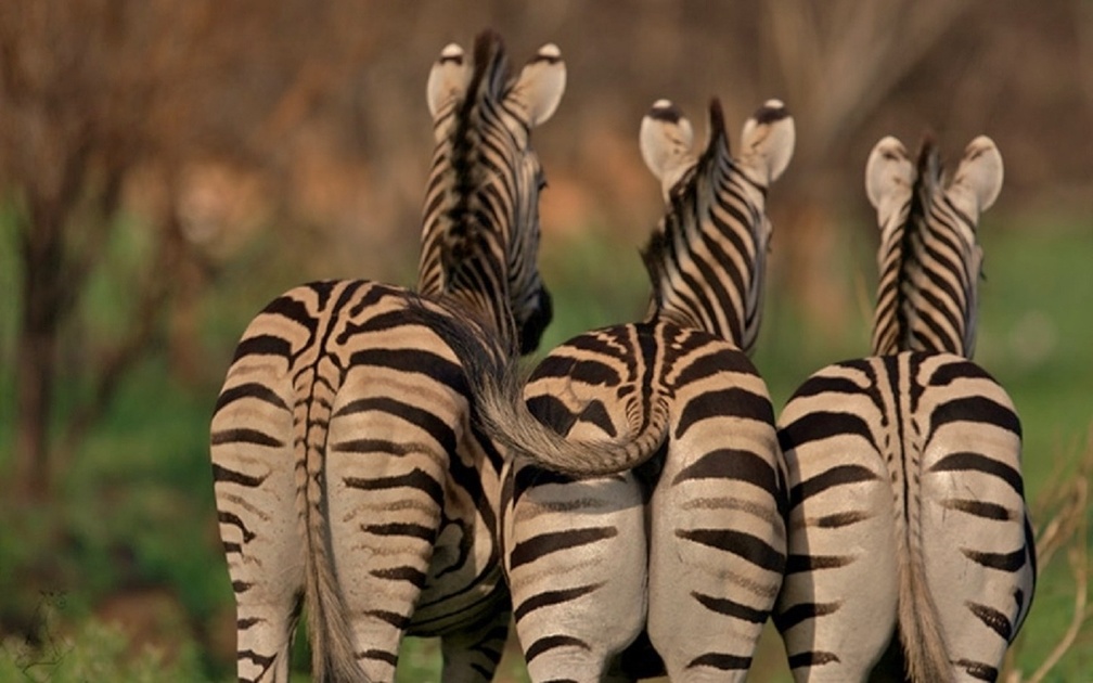 Animals With Sexy Asses - HD Wallpaper 