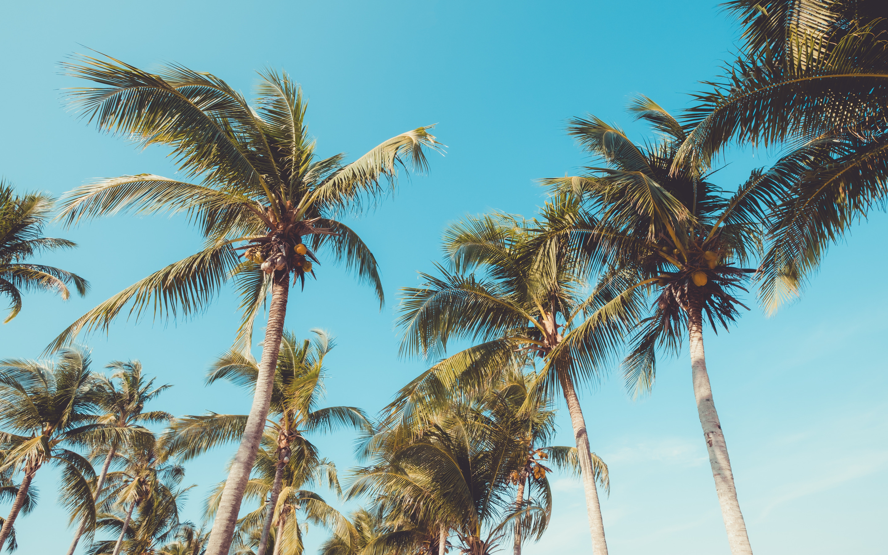 Tropical Island, Palm Trees, Coconuts, Blue Clear Sky, - High Resolution Coconut Tree - HD Wallpaper 