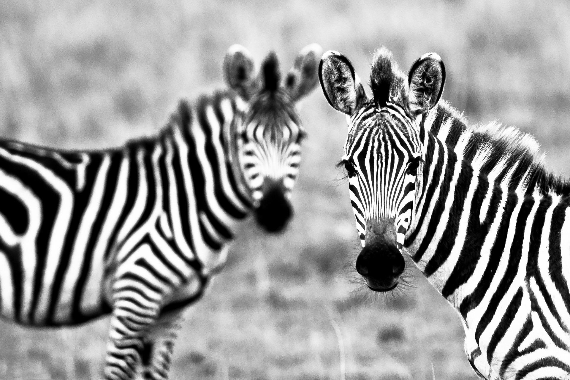 Zebra Hd Wallpaper - Photography Black And White Zebra - HD Wallpaper 