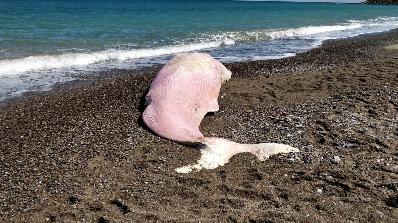 Dead Whale Washed Ashore In Italy - Dead Whale Full Of Plastic - HD Wallpaper 