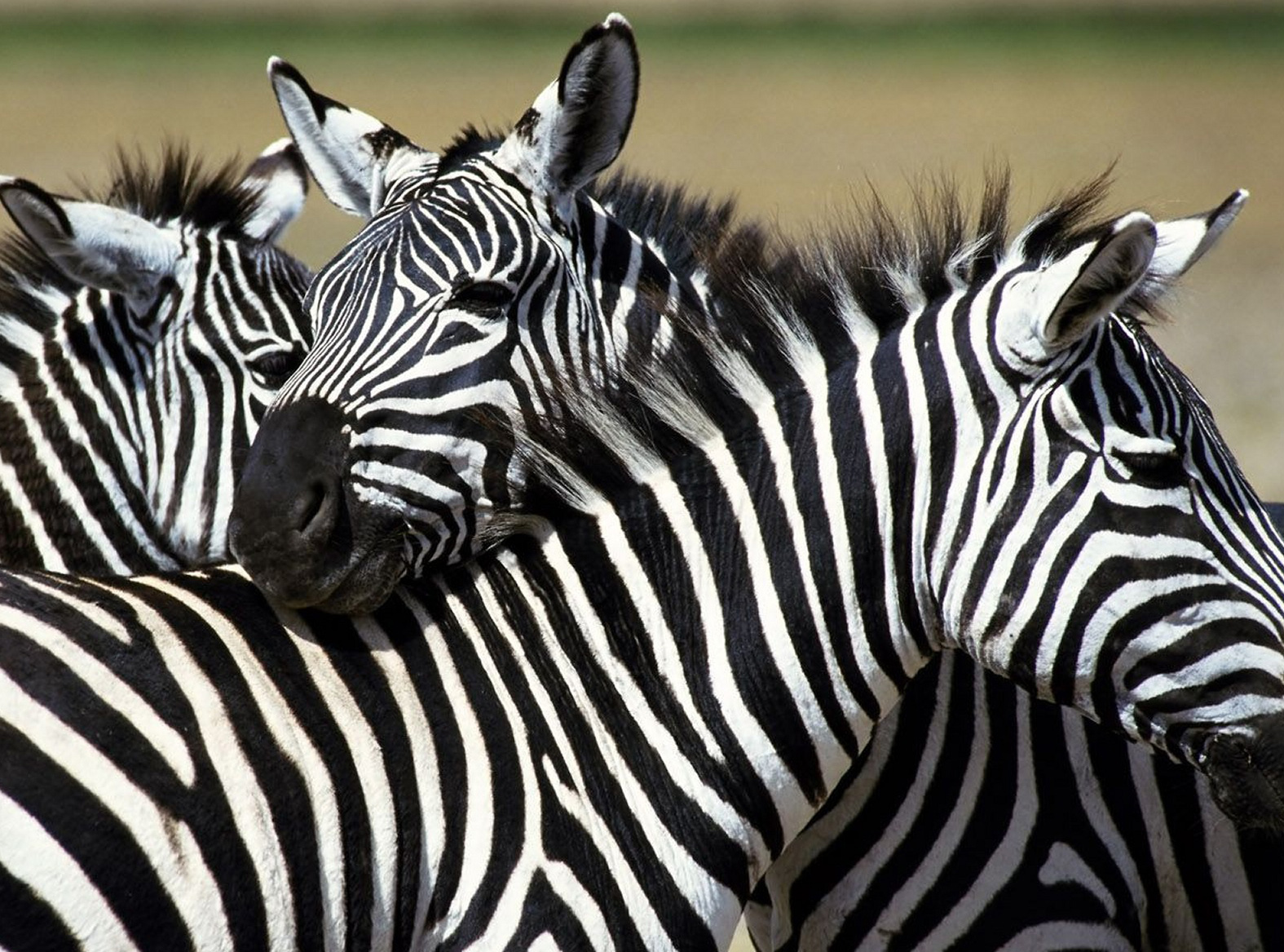 Black & White Large Safari Canvas - HD Wallpaper 