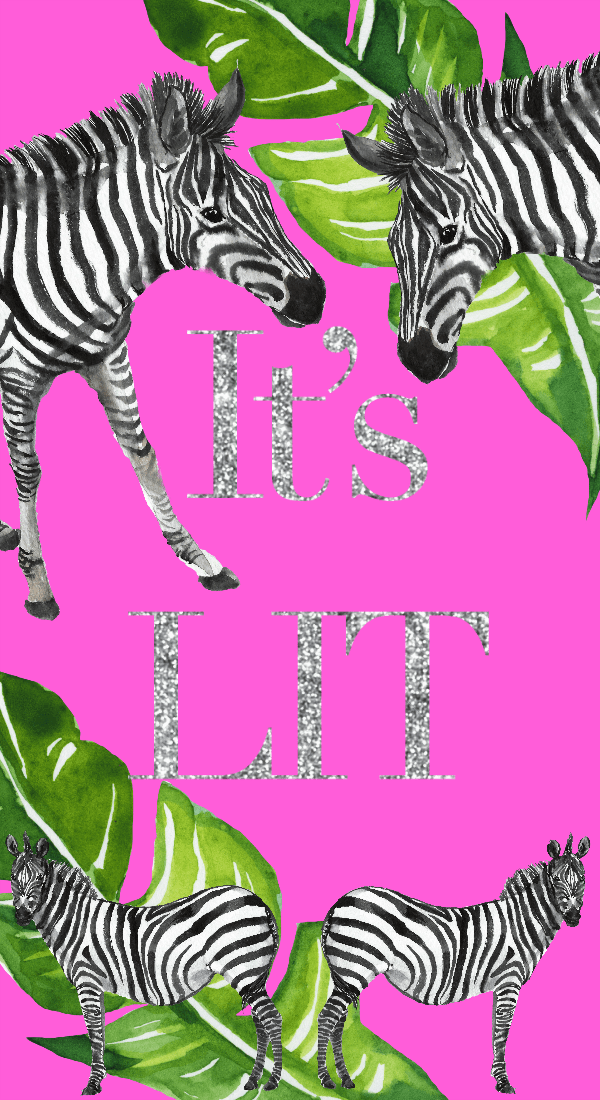 Zebra - HD Wallpaper 