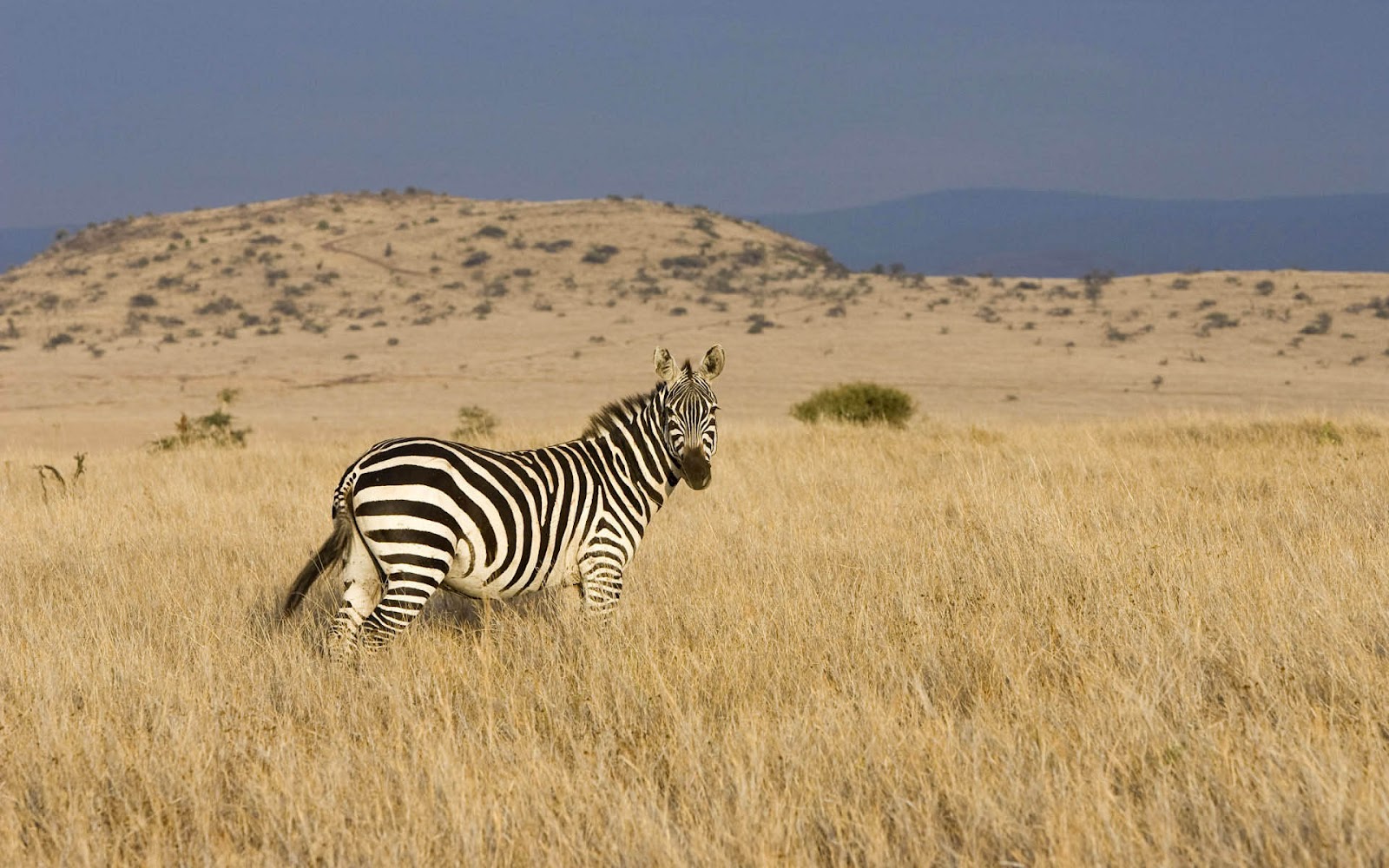 Zebra In A Field - HD Wallpaper 