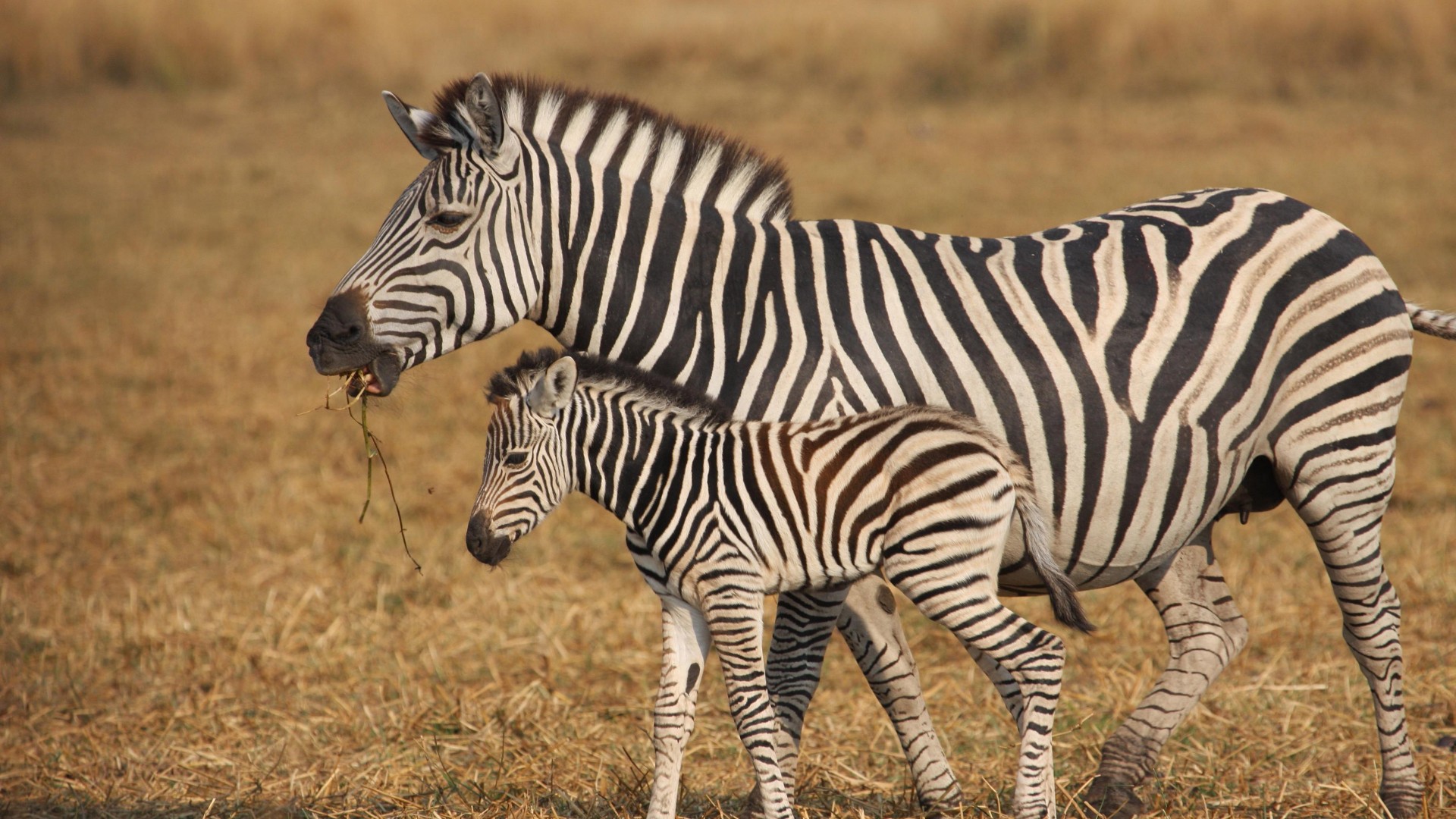Zebra Wallpaper Hd - HD Wallpaper 