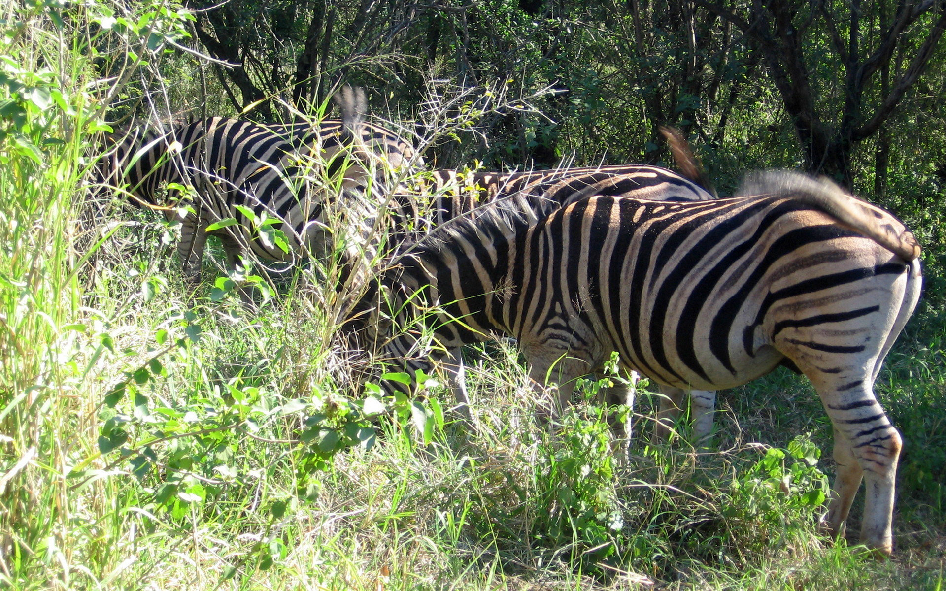 Free Download Zebra Wallpaper Id - Wallpaper - HD Wallpaper 