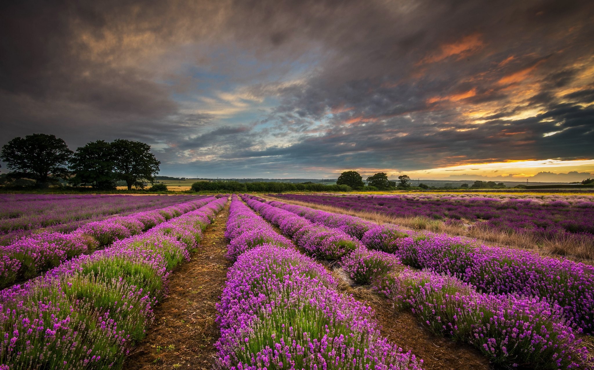 Lavender Fields Hampshire - HD Wallpaper 