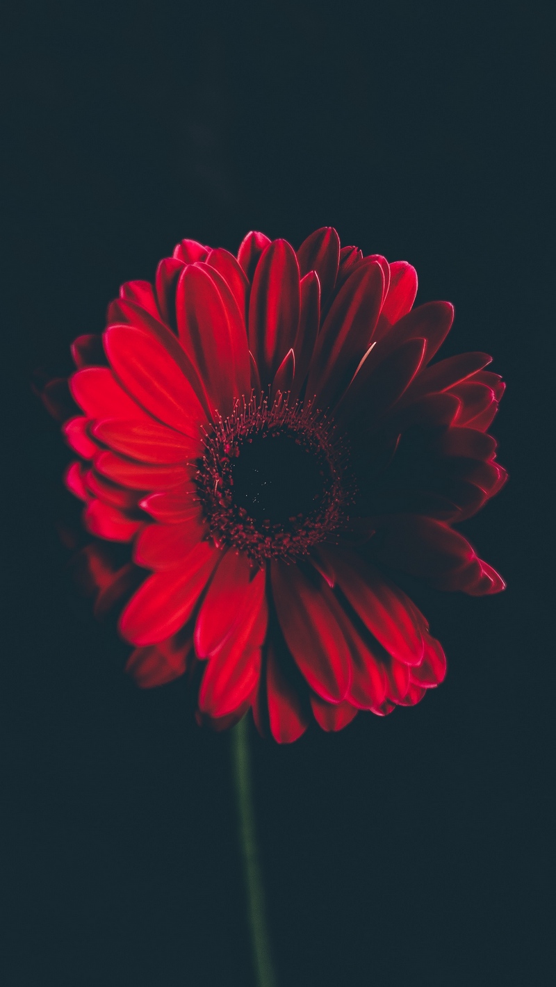 Wallpaper Flower, Red, Stem, Bud, Black Background - Iphone Flower Wallpaper Hd - HD Wallpaper 
