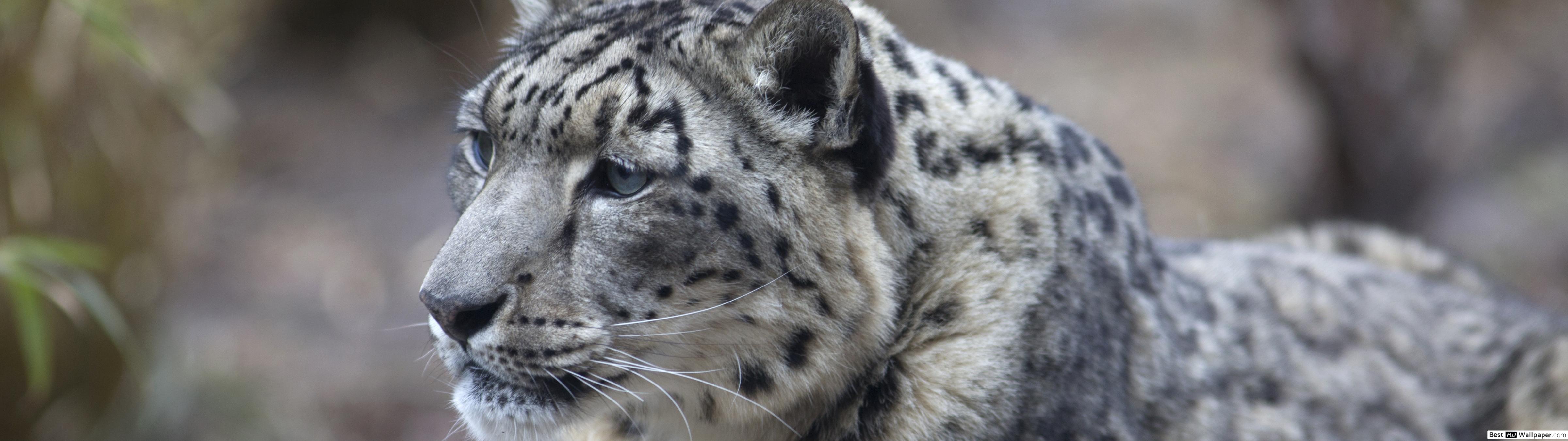 Snow Leopard - HD Wallpaper 