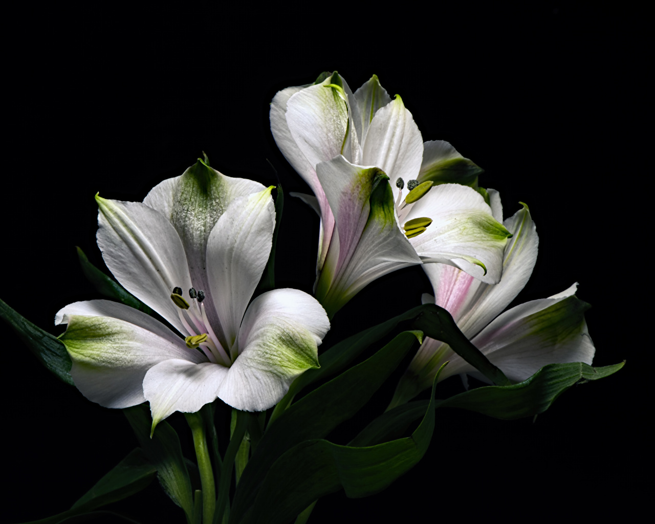 Fleur Vert Fond Noir - HD Wallpaper 