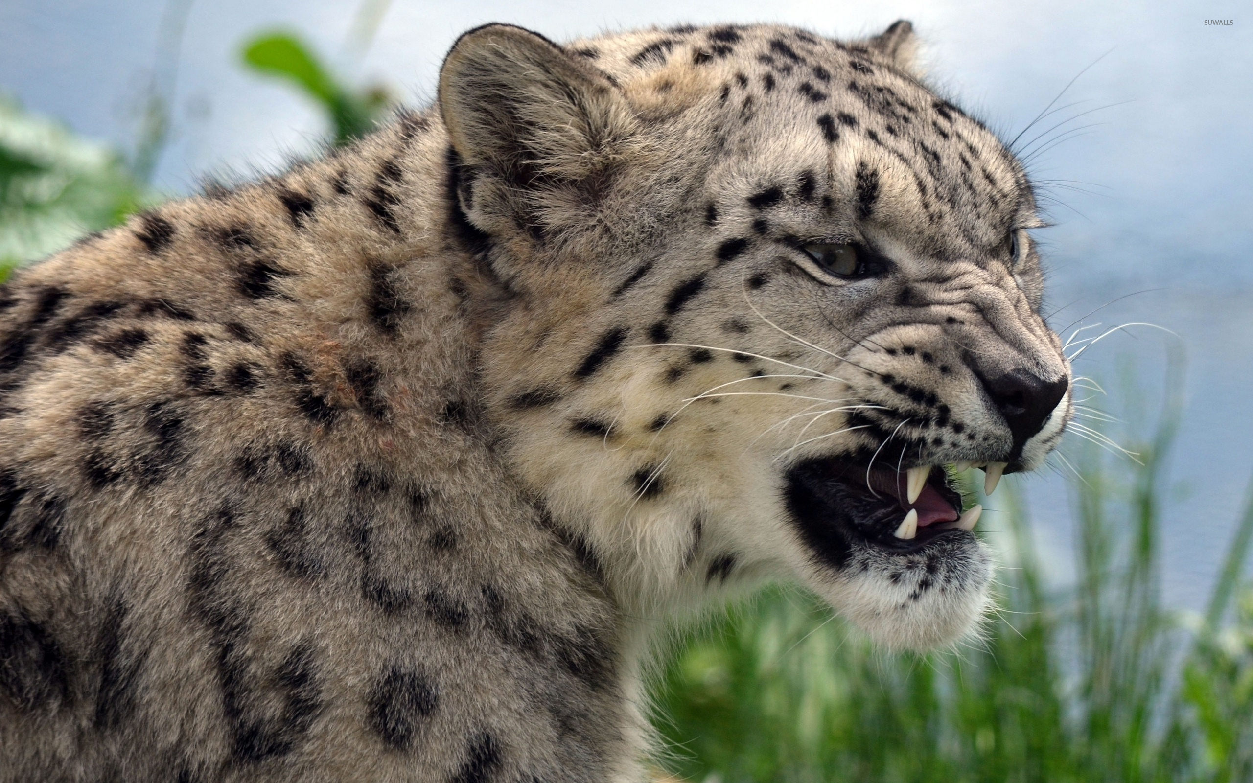 Angry Snow Leopard - HD Wallpaper 