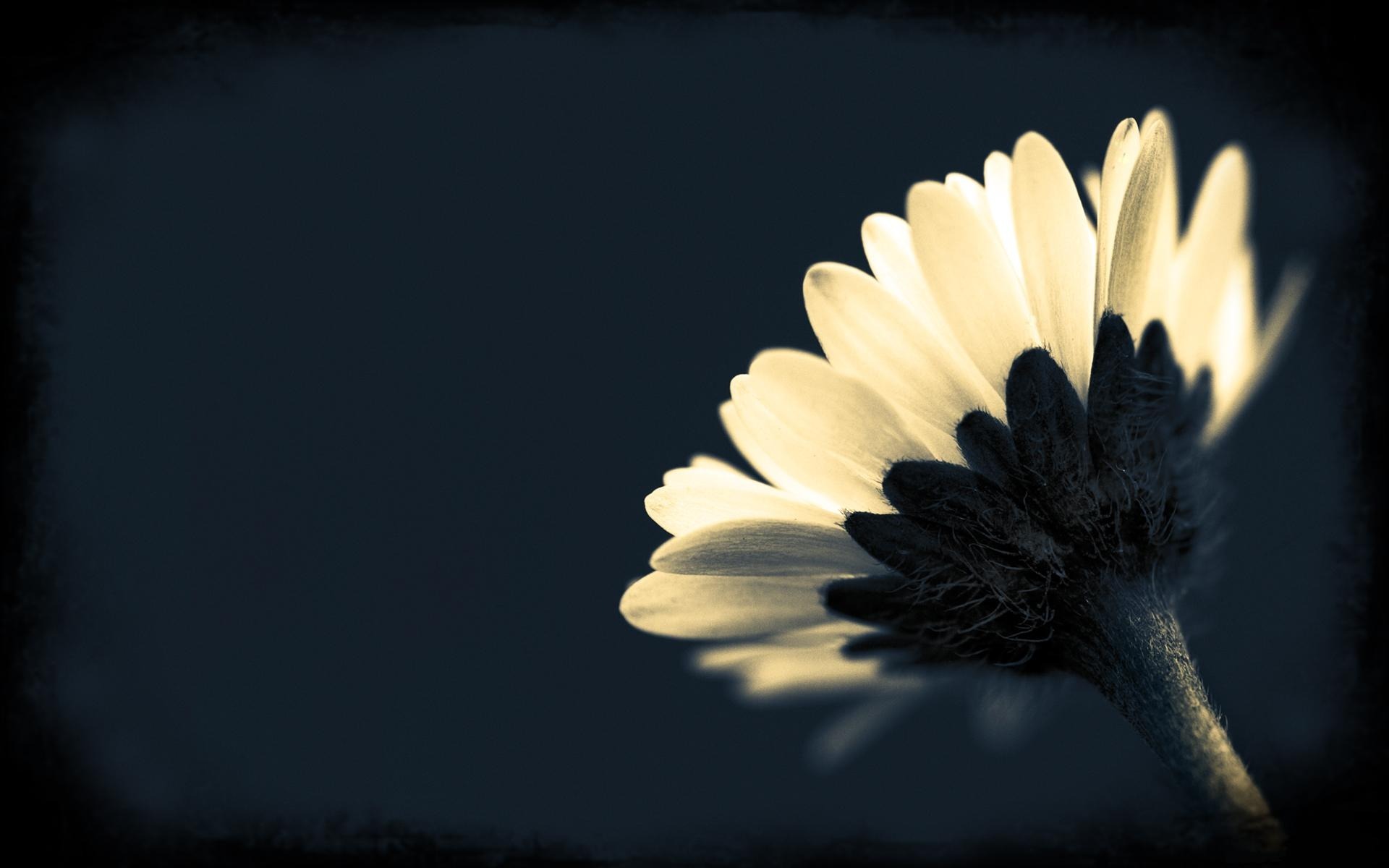 Floral Wallpaper With Black Background 39 Free Hd Wallpaper - Black And White Flower Desktop Backgrounds - HD Wallpaper 