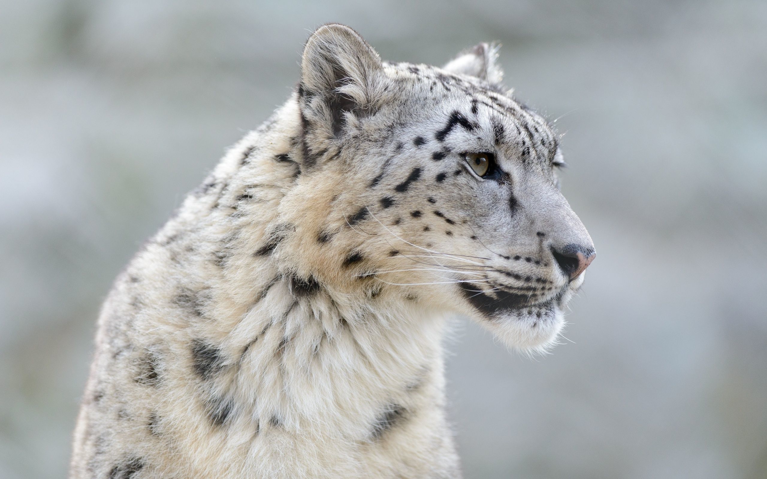 Snow Leopard - HD Wallpaper 
