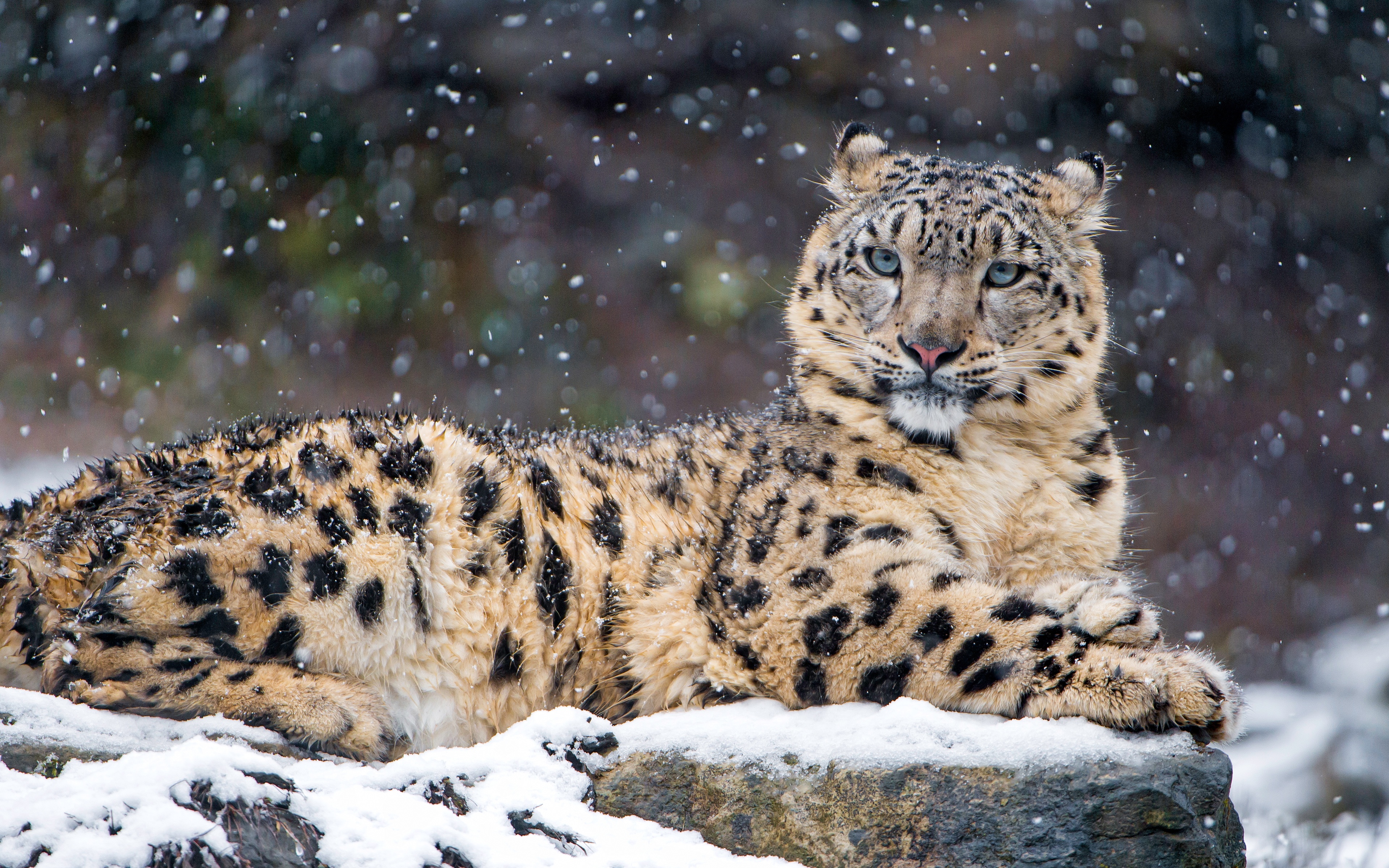 Snow Leopard 4k - Snow Leopard - HD Wallpaper 