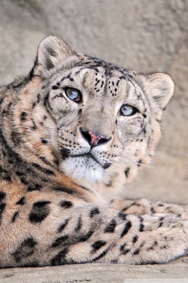 National Geographic 4k Animal - HD Wallpaper 