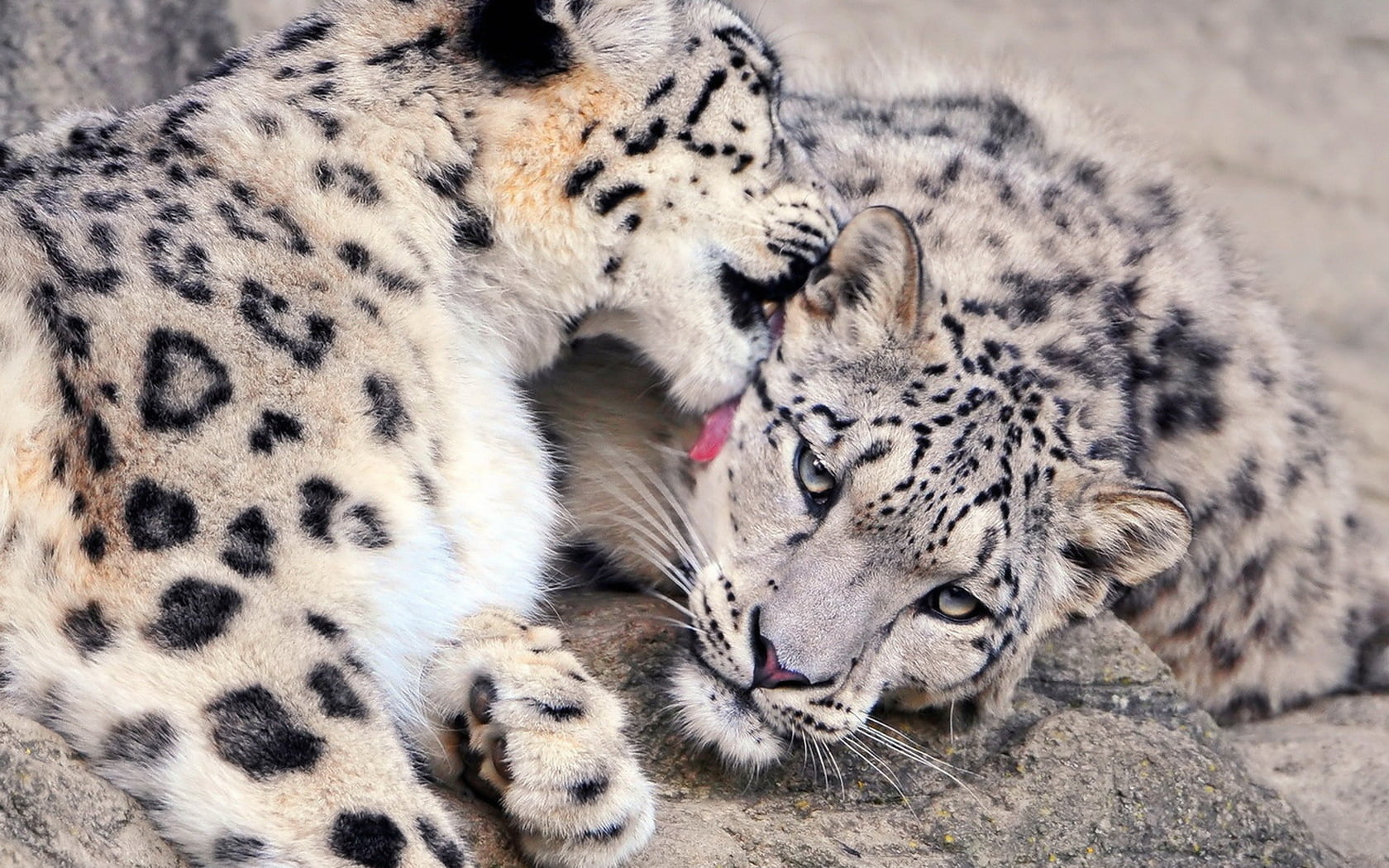 Two Snow Leopards In Love - HD Wallpaper 