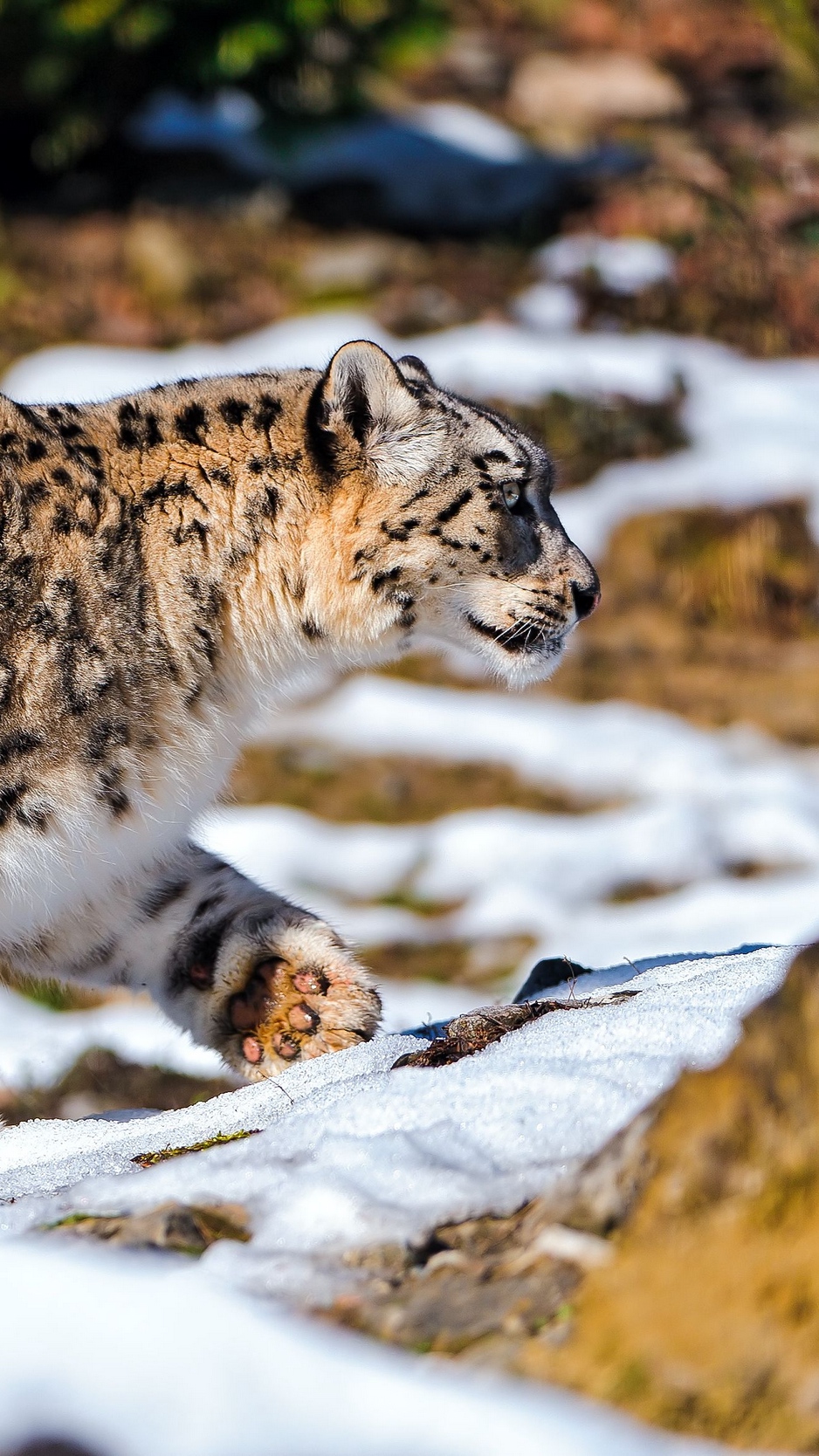Wallpaper Snow Leopard, Walking, Snow, Rocks, Predator - Snow Leopard - HD Wallpaper 