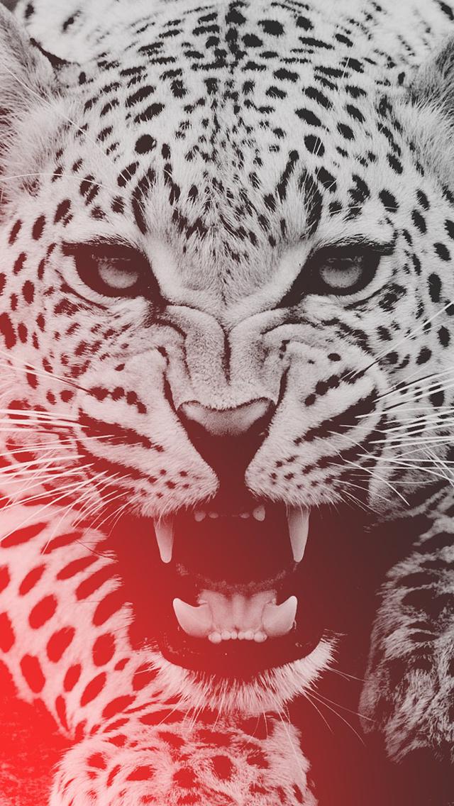 Leopard Iphone Wallpaper - Wild Animal Wallpaper Hd - HD Wallpaper 