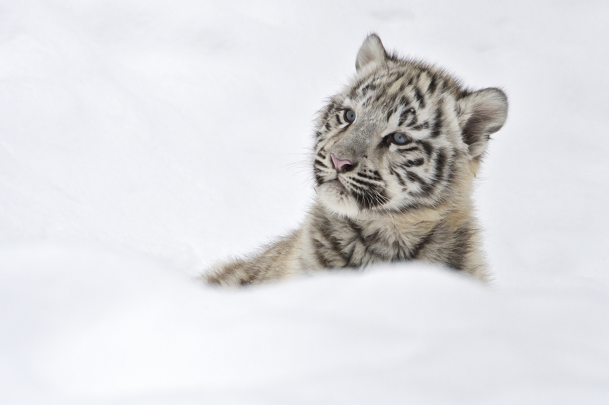 white tiger cubs with blue eyes in snow