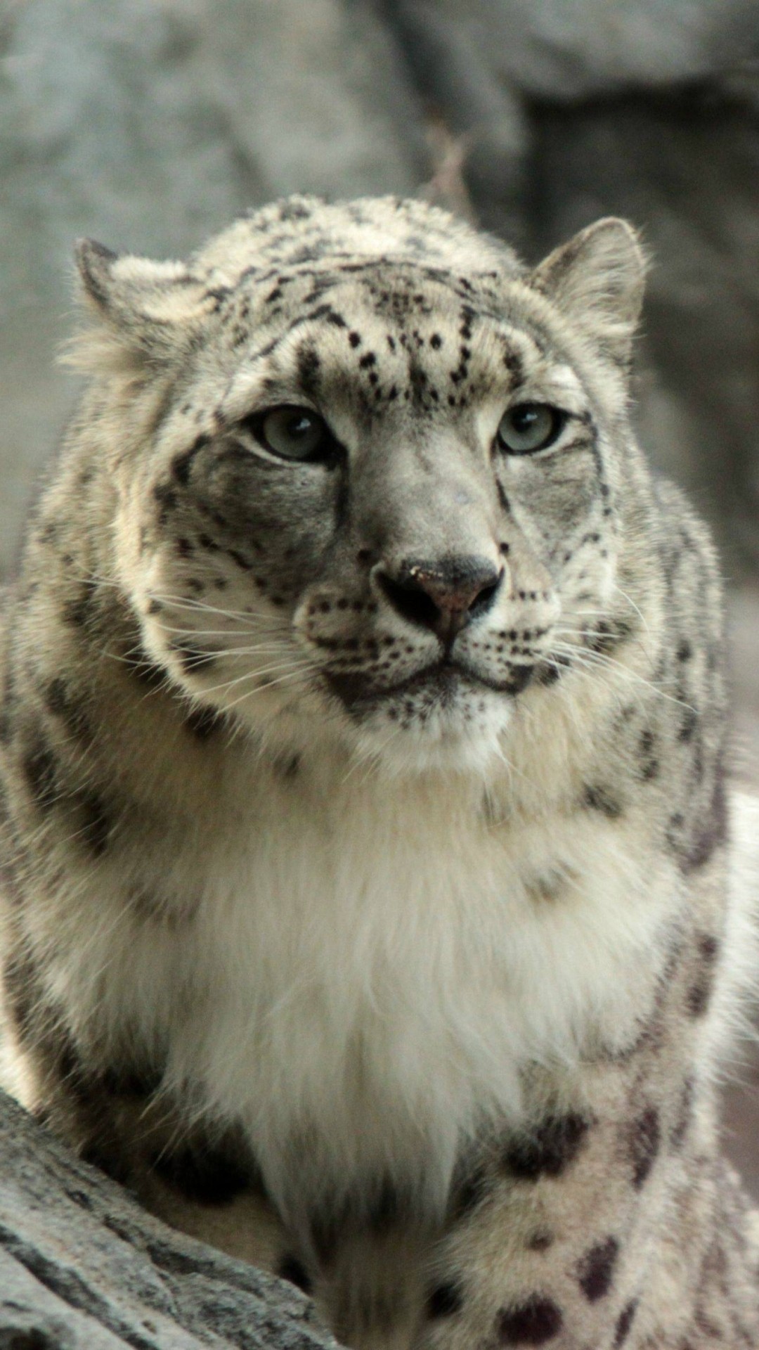 Animal Snow Leopard Cats - Snow Leopard Wallpaper Iphone - HD Wallpaper 