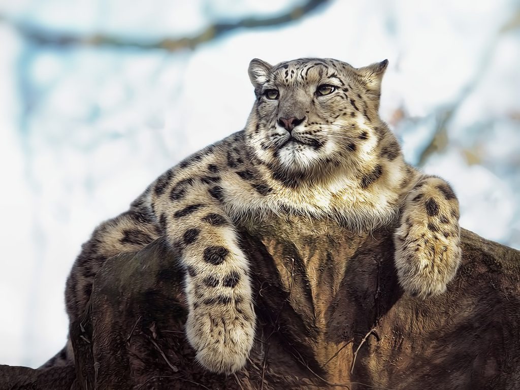 Snow Leopard - HD Wallpaper 