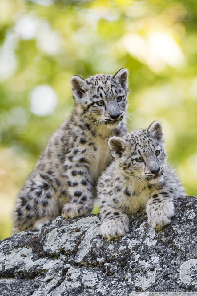 Wild Snow Leopard Cubs 640x960 Wallpaper Teahub Io