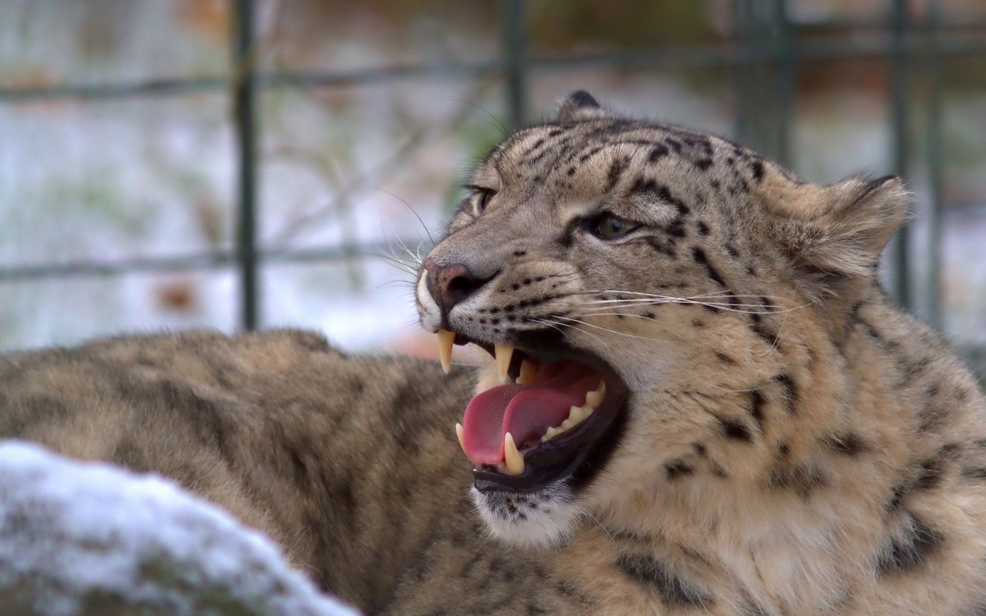 Snow Leopard - HD Wallpaper 