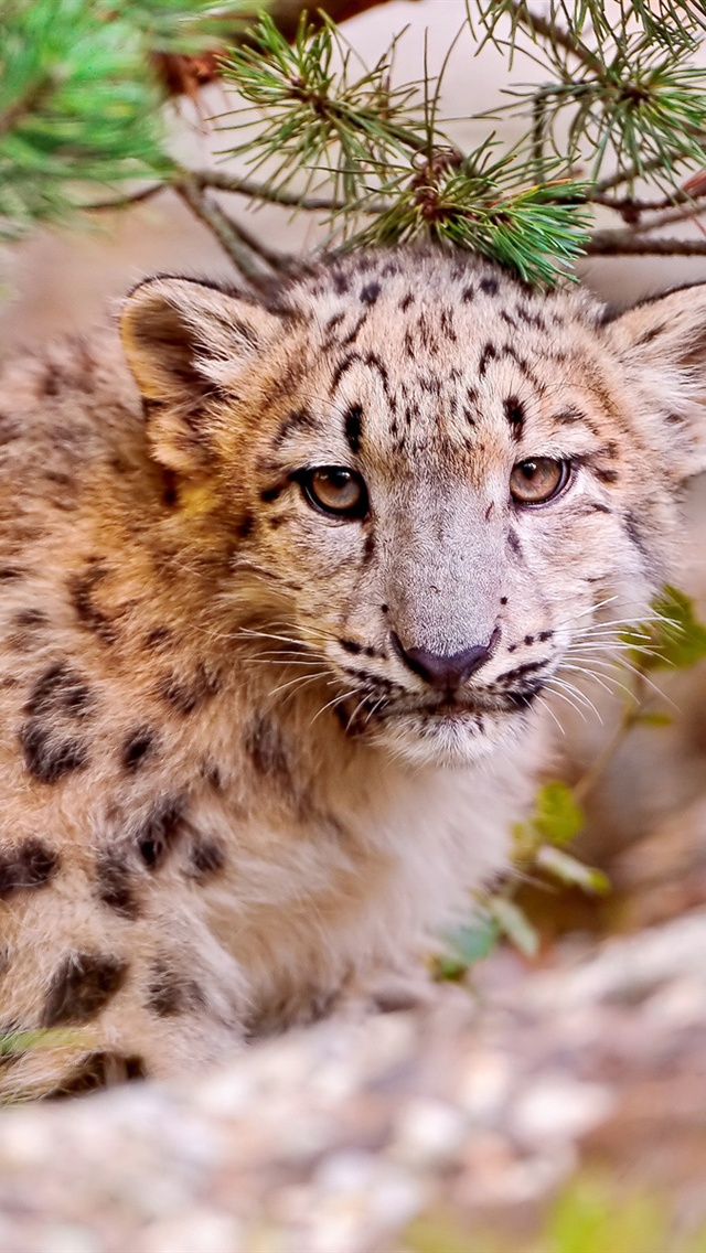 Snow Leopard - HD Wallpaper 