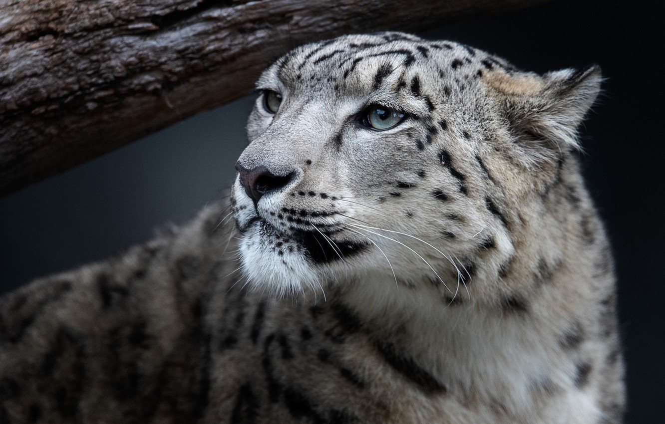 Photo Wallpaper Look, Face, Portrait, Irbis, Snow Leopard, - Snow Leopard - HD Wallpaper 