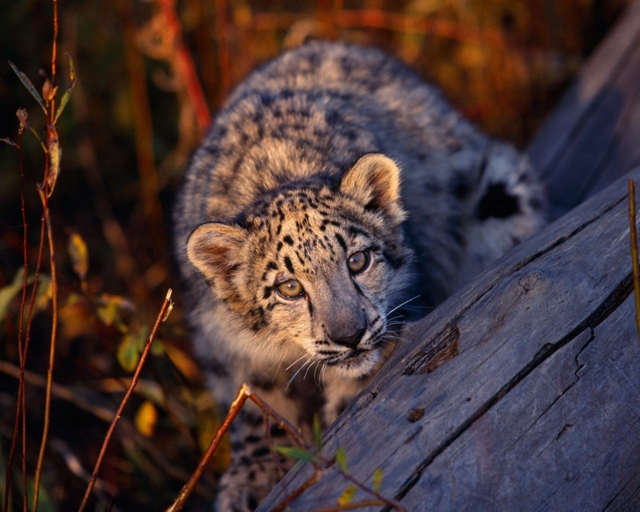 Awesome Snow Leopard Free Wallpaper Id - Cute Baby Animals - HD Wallpaper 