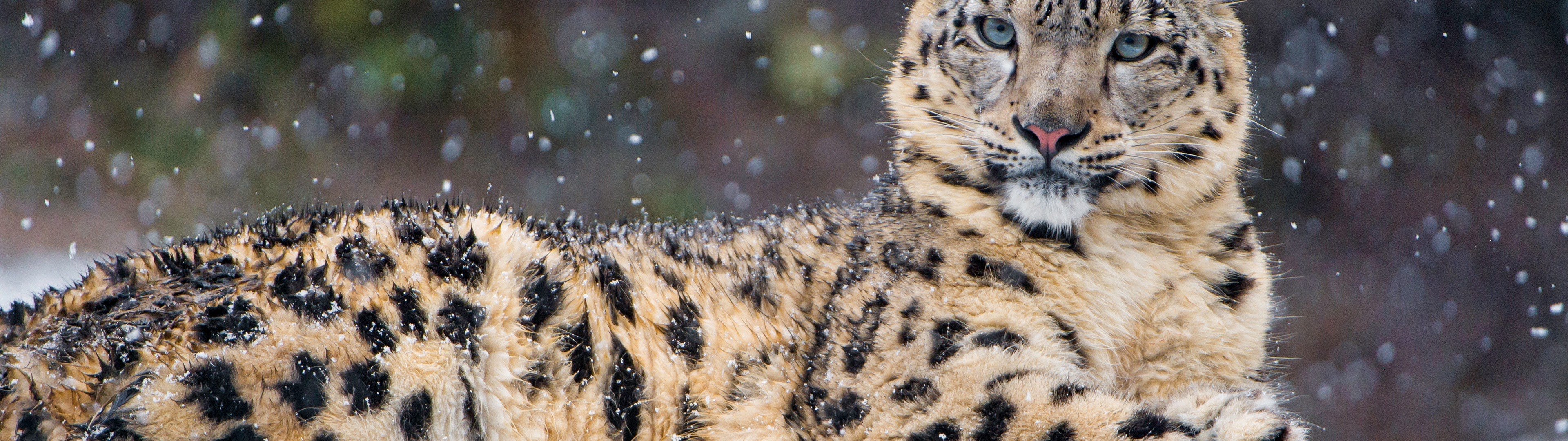 Snow Leopard, 4k, 3840x2160, - Snow Leopard - HD Wallpaper 