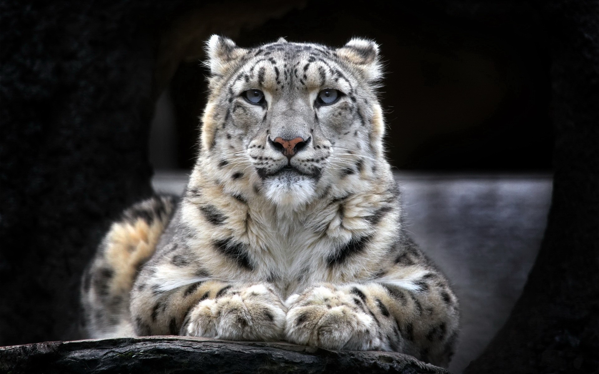Snow Leopard - Snow Leopard Front View - HD Wallpaper 