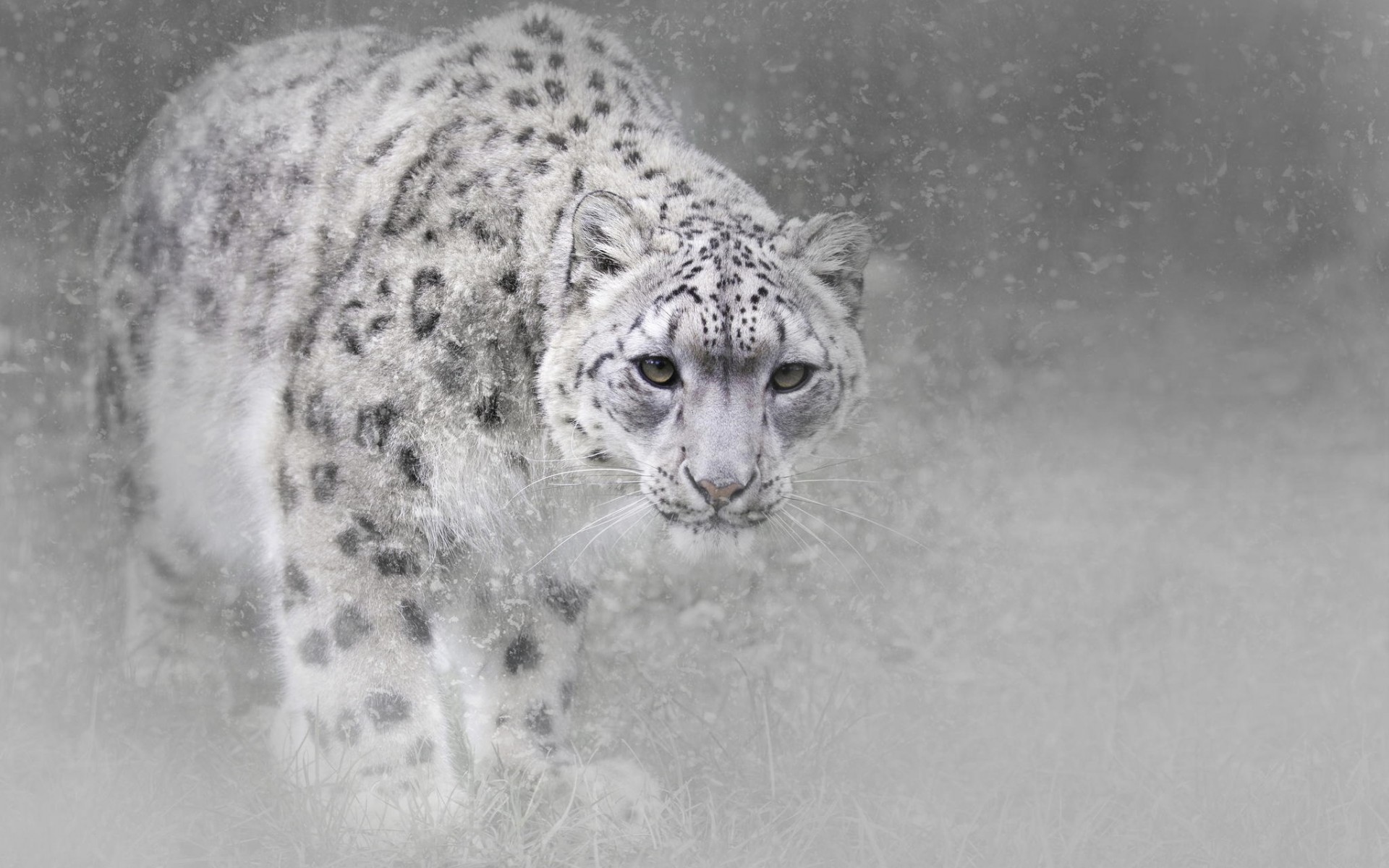Snow Leopard - HD Wallpaper 