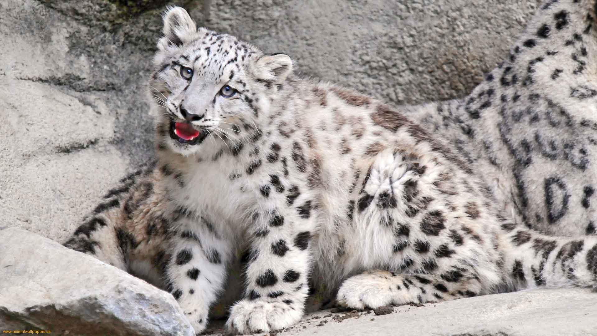 Snow Leopard Pictures - HD Wallpaper 