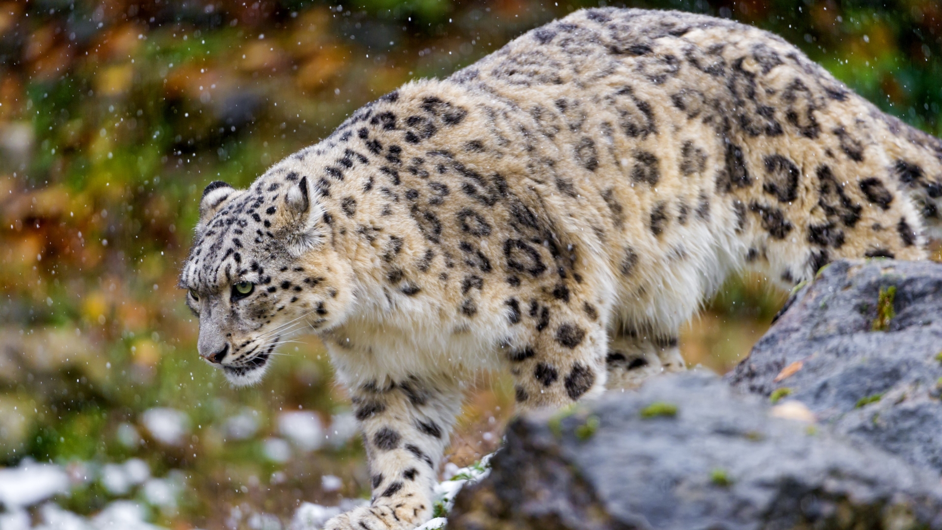Snow Leopard 1920 By 1080 - HD Wallpaper 