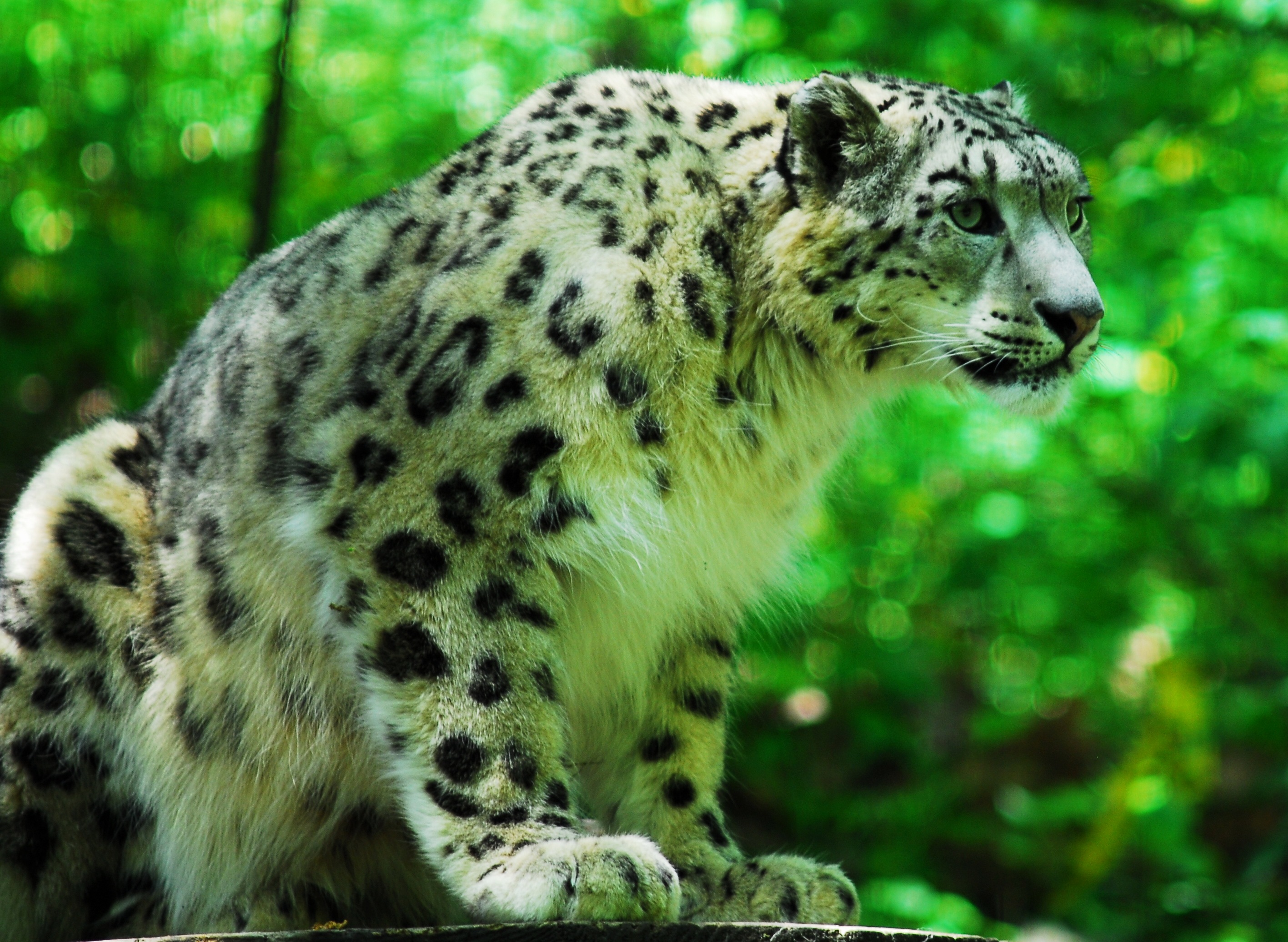 Green Snow Leopard - HD Wallpaper 