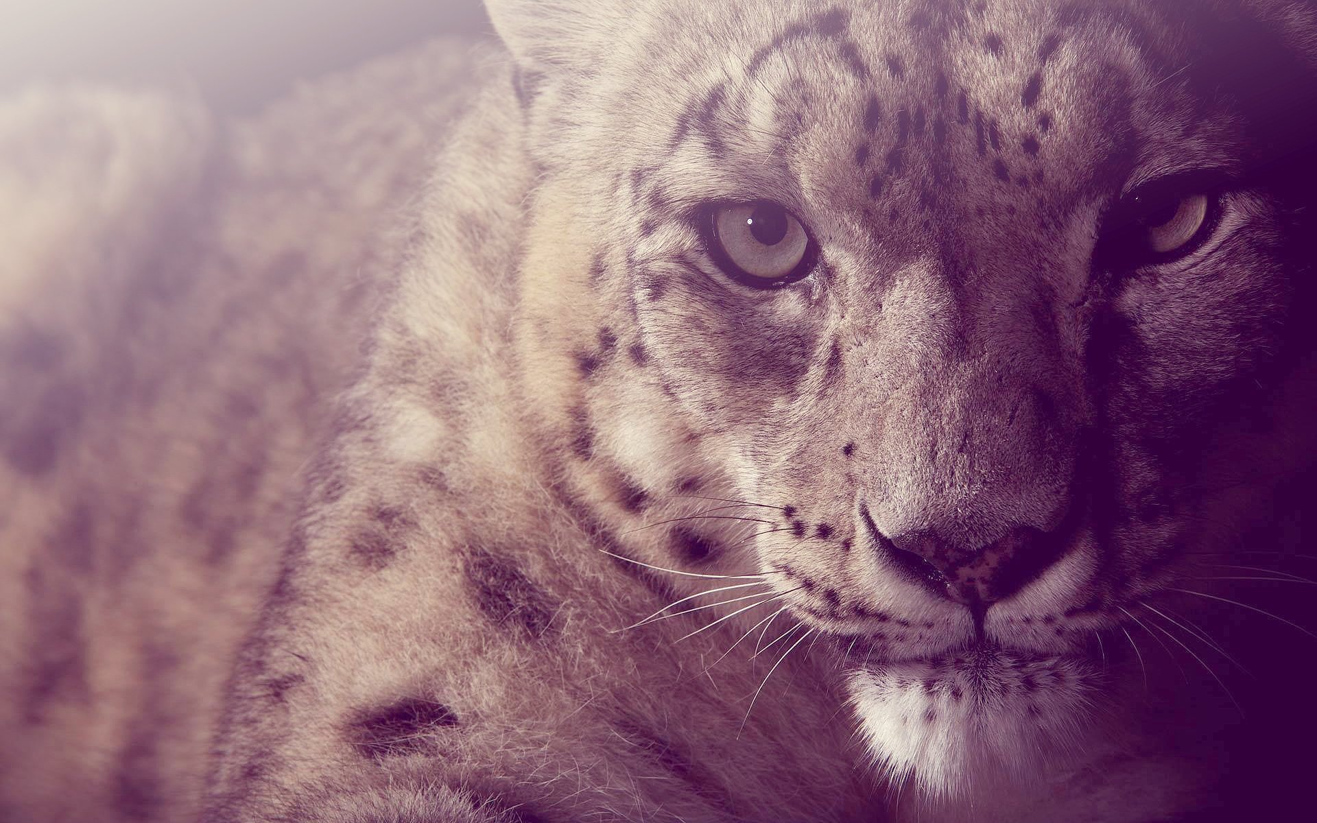 Snow Leopard Wallpaper Hd - HD Wallpaper 